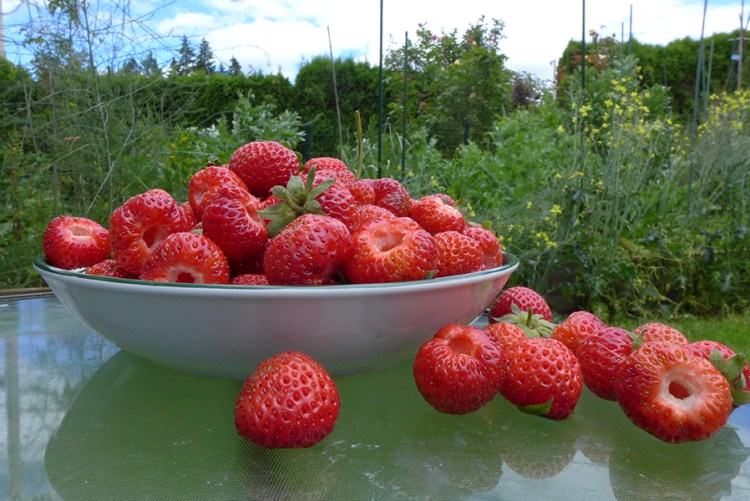 freshly harvested strawberries from my backyard garden