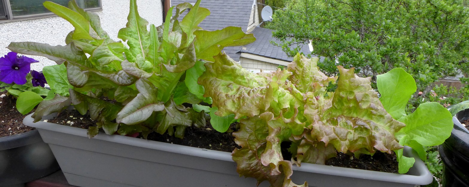 container vegetable gardening, growing lettuce in pots