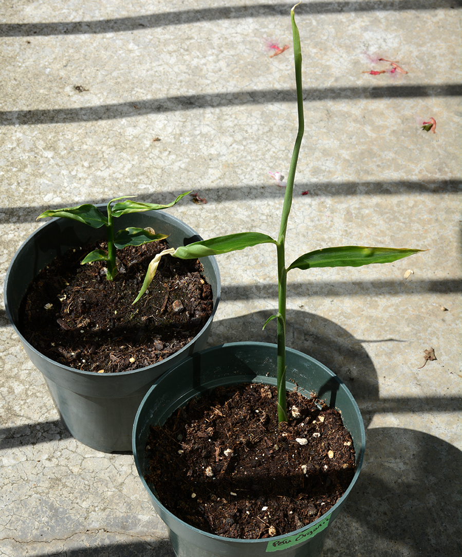 My spice garden: Growing ginger and turmeric in pots – The Food Garden