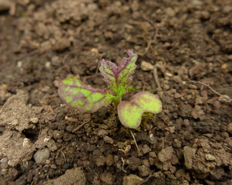 growing mustard greens in vegetable garden