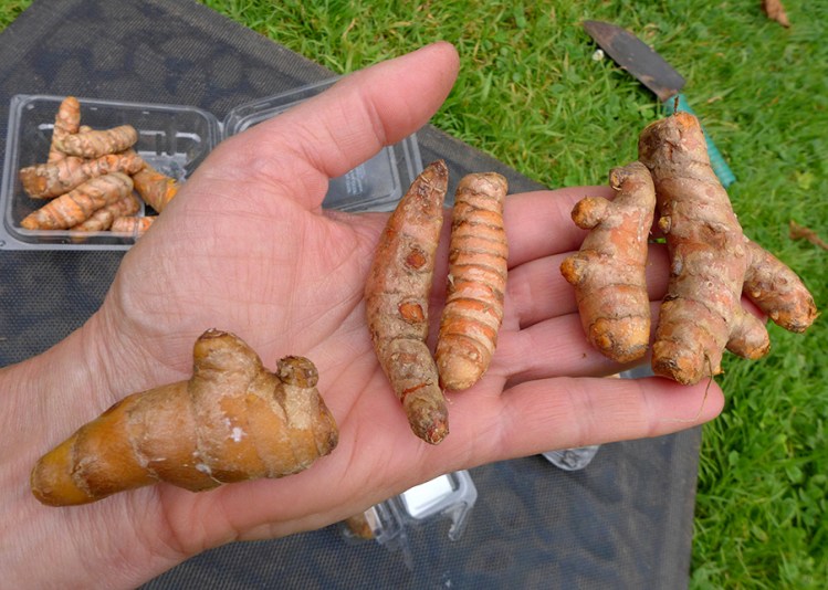 Turmeric rhizomes being planted to grow