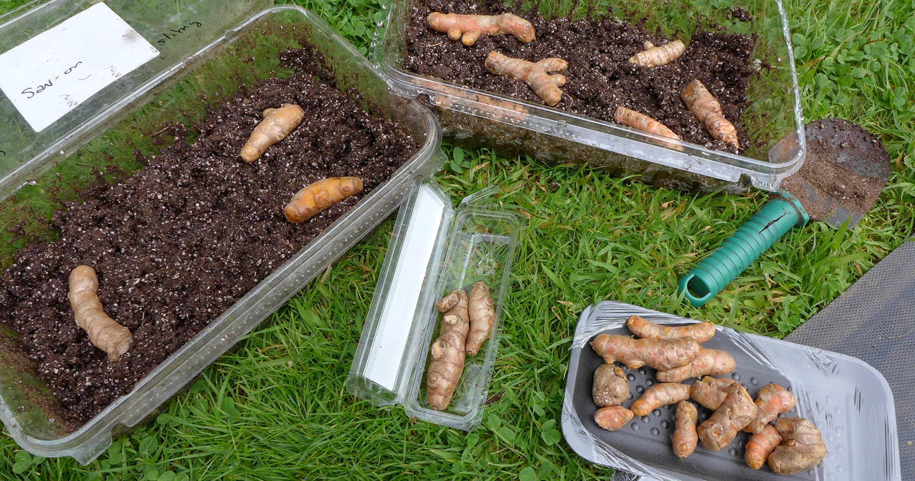 My spice garden: Growing ginger and turmeric in pots – The Food Garden