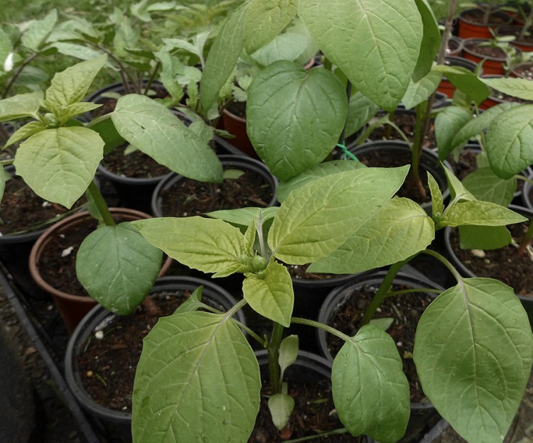 tomato seedlings ready to transplant into vegetable garden