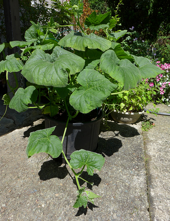 squash plant growing in a flower pot
