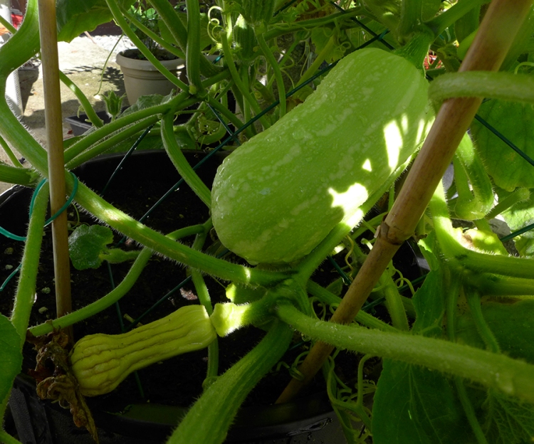 pollinated butternut squash and unpollinated fruit starting to rot