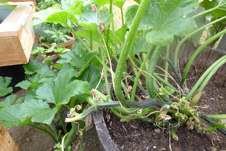 squash plant with many leaves trimmed off die to mildew