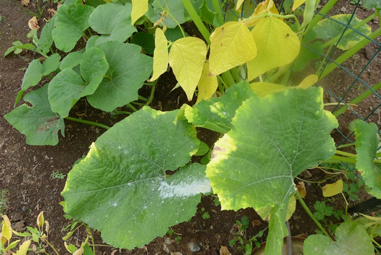powdery mildew growing on squash leaves in vegetable garden