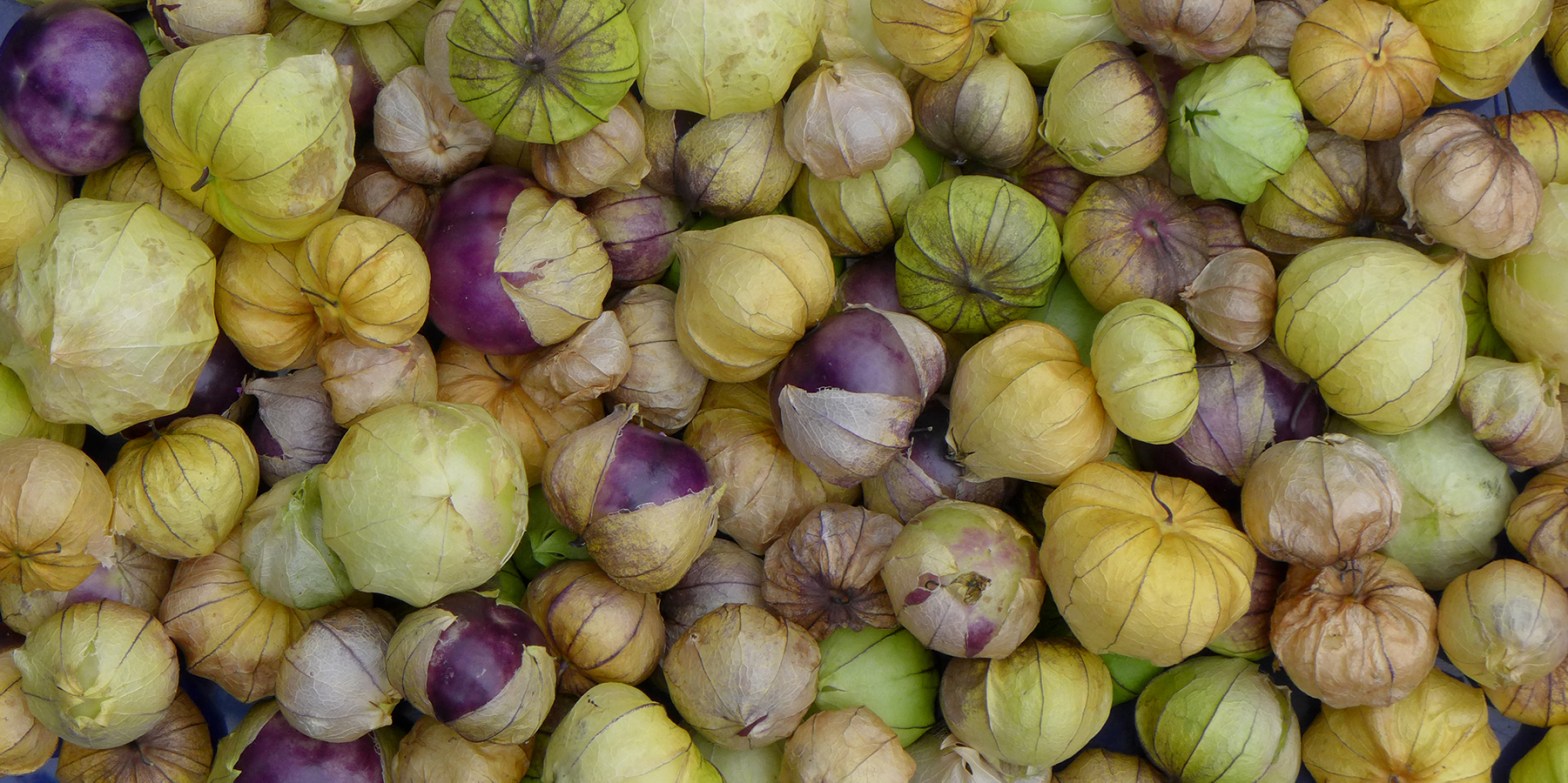 tray of freshly harvested purple, green and yellow tomatillos from vegetable garden