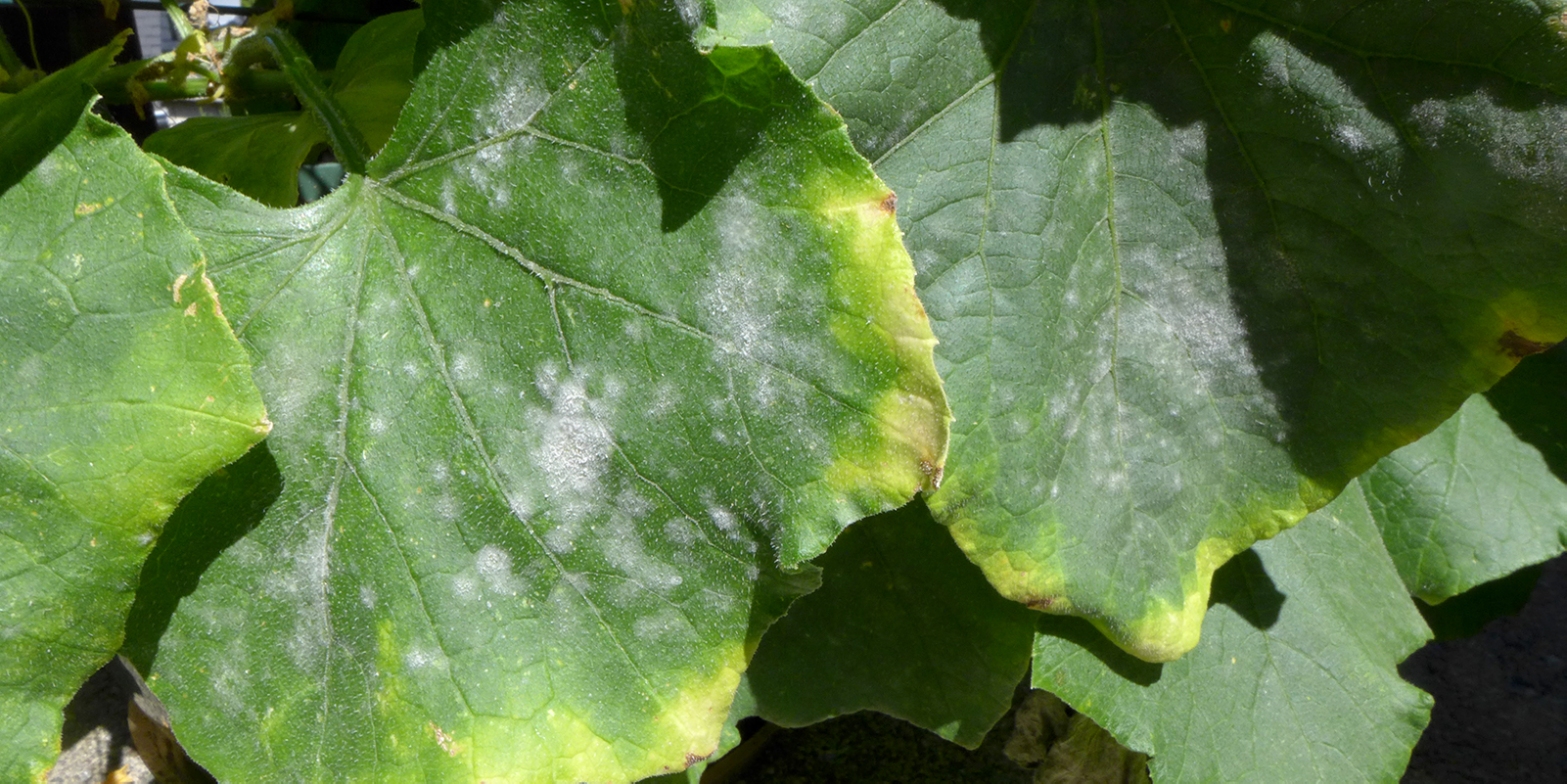 powdery mildew growing on cucumber leaves in vegetable garden