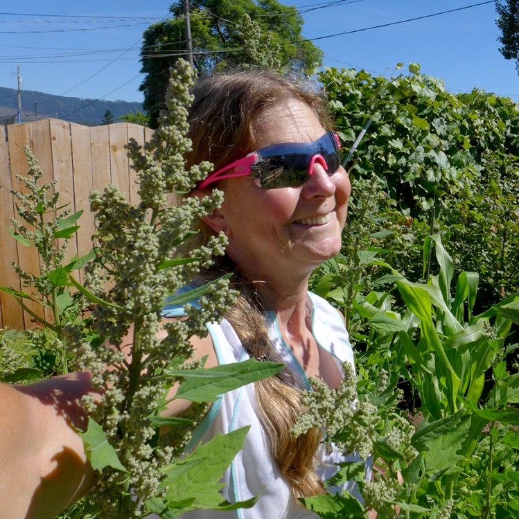 growing quinoa in a backyard vegetable garden