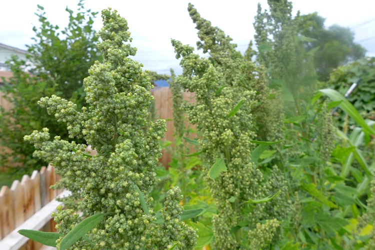 growing quinoa in a backyard vegetable garden