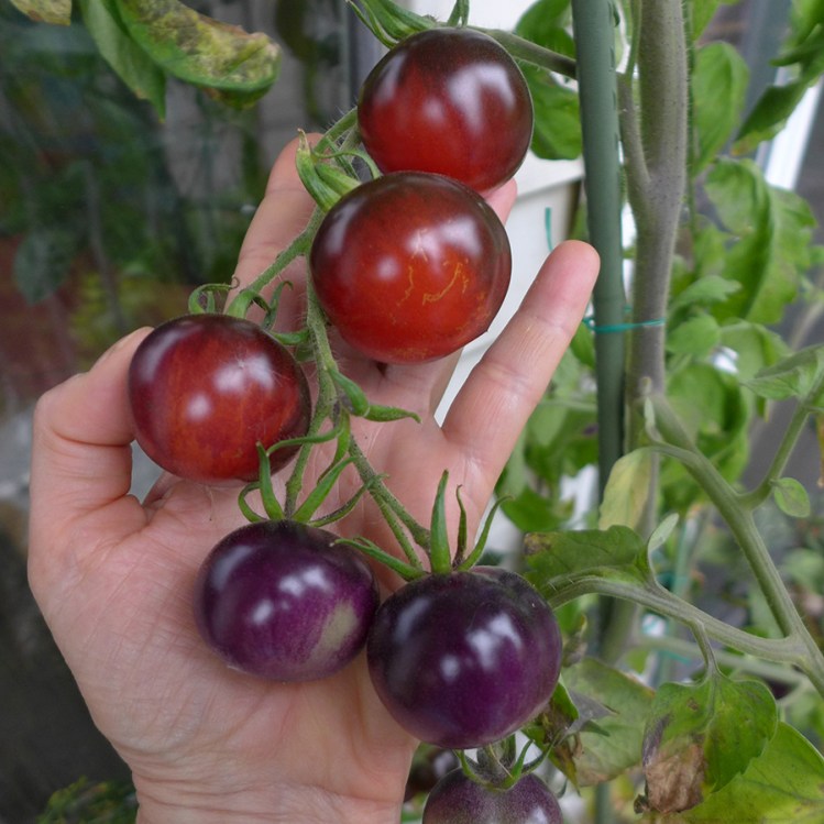 vegetable gardening blue tomatoes on the vine