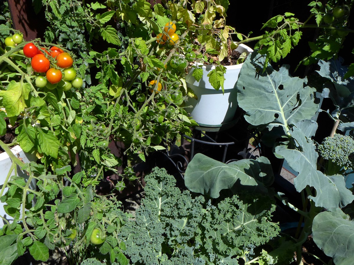 Advice for southern hemisphere vegetable gardeners in this time of&nbsp;COVID