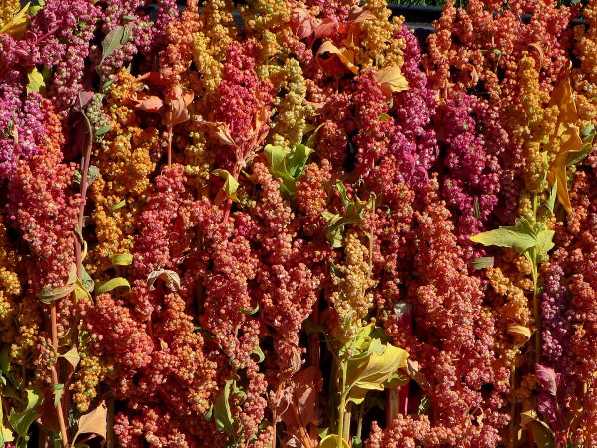 Quinoa: Not only nutritious and easy to grow, but&nbsp;beautiful!