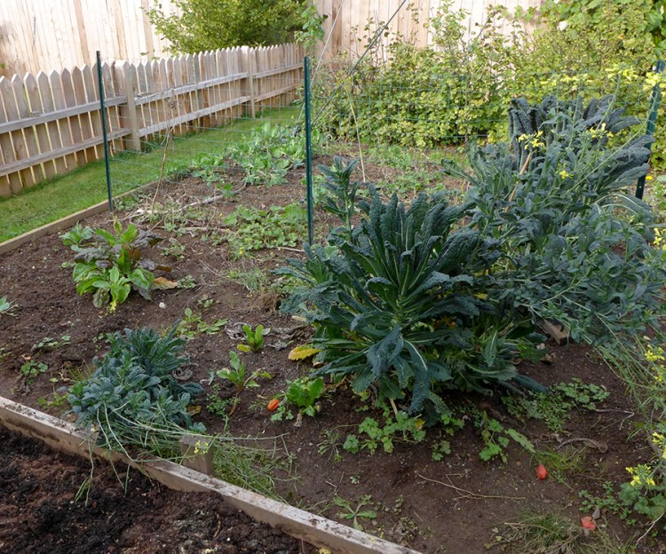 preparing a vegetable garden for winter in autumn or fall, winter greens