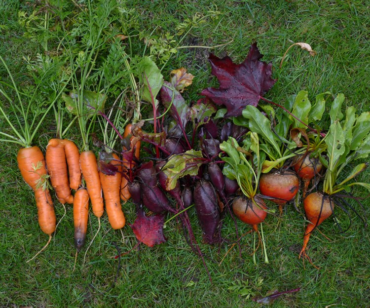 autumn or fall root vegetable harvest: carrots and beerts