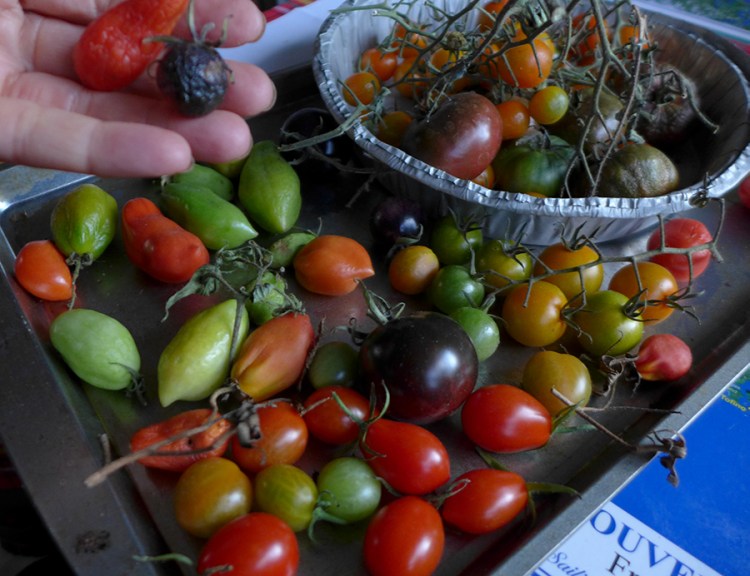 ripening tomatoes indoors on a tray