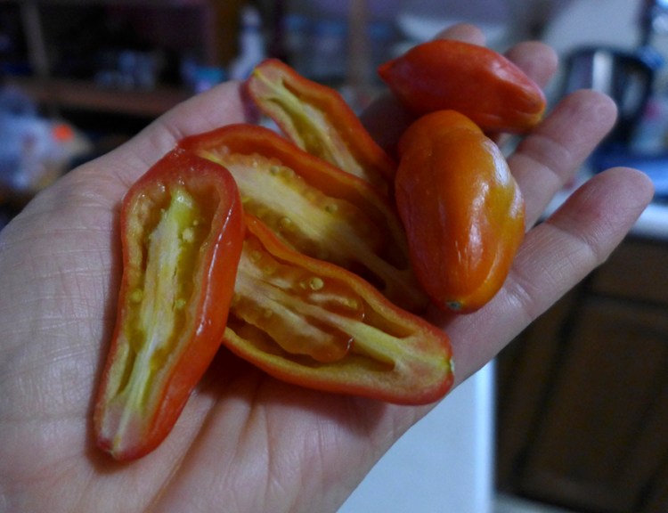fresh home-grown Roma tomatoes ripened indoors for winter