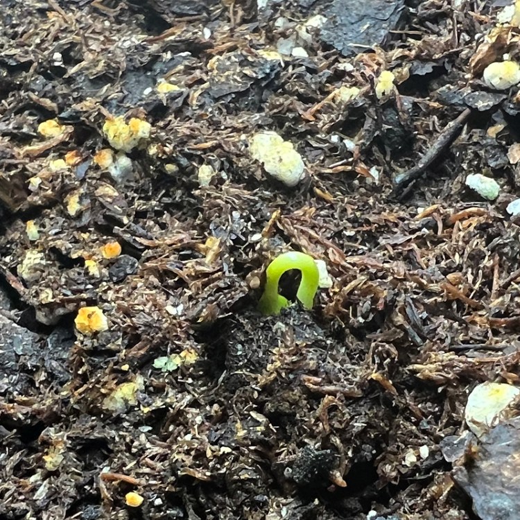 sprouting pepper plant