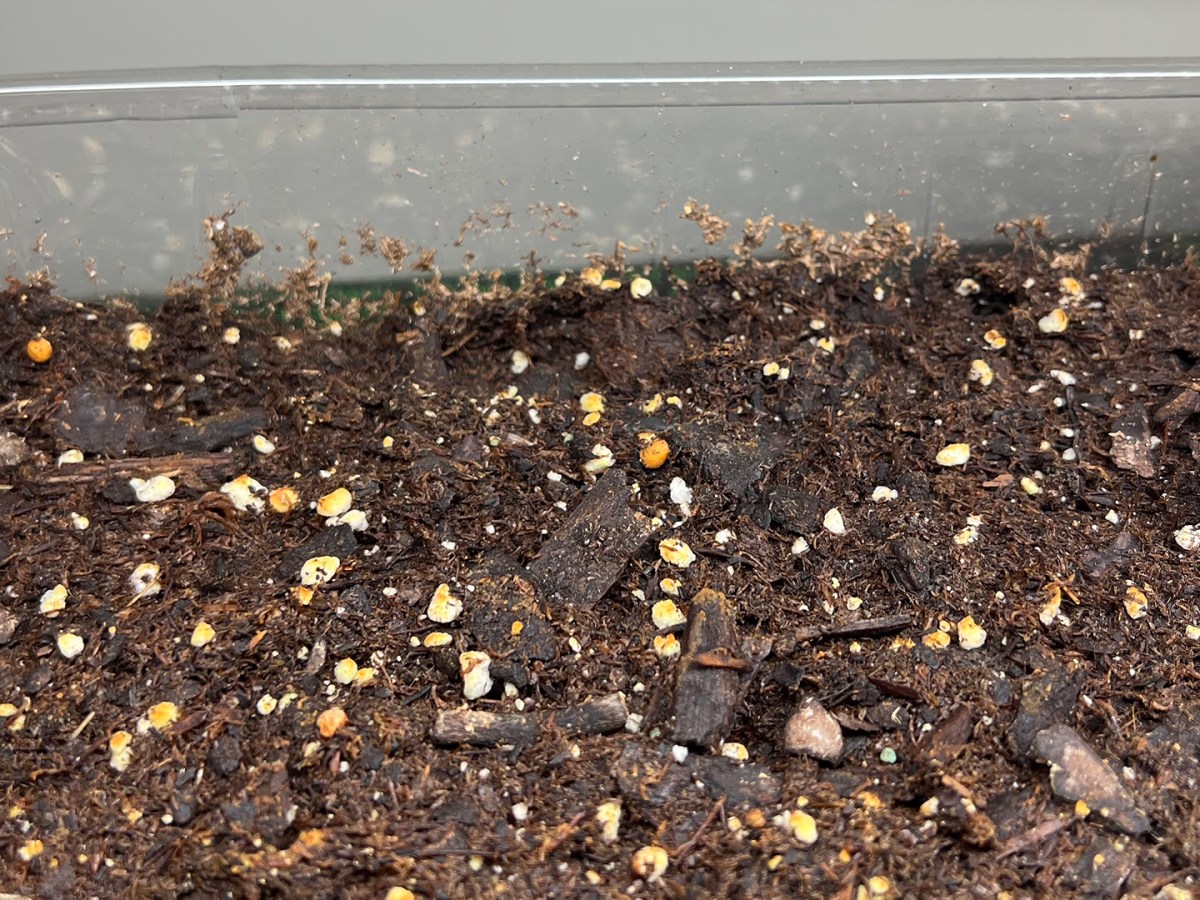 My pepper seeds aren’t&nbsp;sprouting!