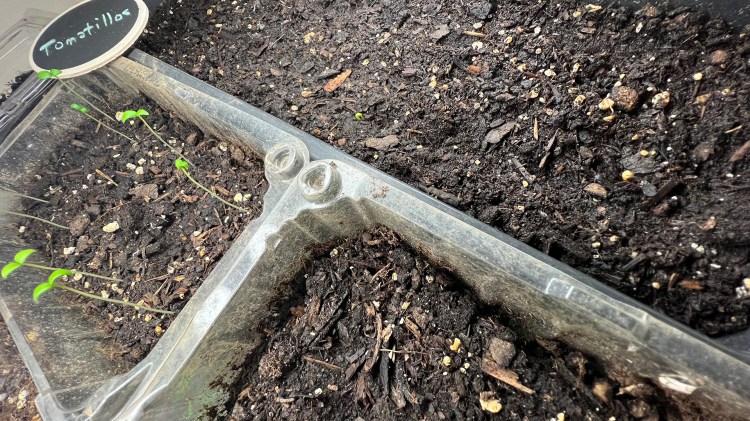 seeding pepper plants